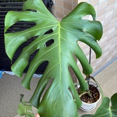 【引き取り】モンステラデリシオーサ セラアート鉢付の画像