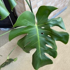 【引き取り】モンステラデリシオーサ セラアート鉢付の画像