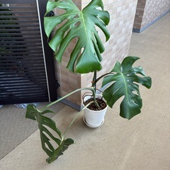 【引き取り】モンステラデリシオーサ セラアート鉢付