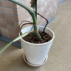 【引き取り】モンステラデリシオーサ セラアート鉢付の画像