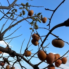 お話中◆柿　10個 約2キロの画像