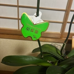 胡蝶蘭の花が落ちた後の株です。
の画像