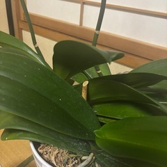 胡蝶蘭の花が落ちた後の株です。
の画像