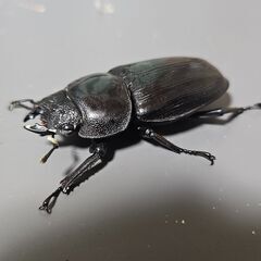 オオクワガタ　能勢YG ♂79mm ♀48mm　♀48mm ♀47mmの画像