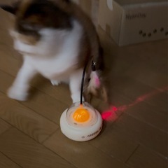 自動猫おもちゃの画像