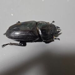 オオクワガタ　能勢YG ♀48mm ♀47mmの画像