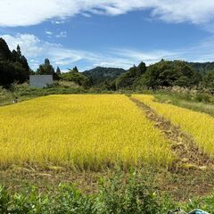 【2025年10月収穫・新米 玄米】新潟県十日町市産　魚沼産コシヒカリの画像