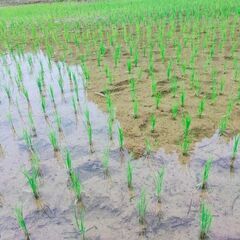 【2025年10月収穫・新米 玄米】新潟県十日町市産　魚沼産コシヒカリの画像