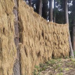 【2025年10月収穫・新米 玄米】新潟県十日町市産　魚沼産コシヒカリの画像