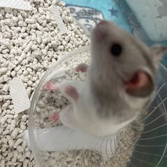 ゴールデンハムスター（ホワイト×グレー）♀生後3ヶ月目