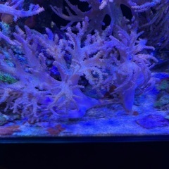 ヤナギカタトサカ付き棒状ライブロック【引き取り限定】の画像