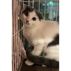 生後5ヶ月:白とグレーの女の子🫧🩶