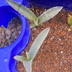 アガベ・リトルペンギン子株の画像