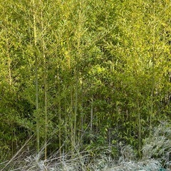 竹切りました、園芸用や竹垣、工作に無料で差し上げの画像