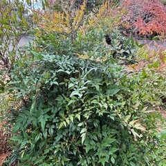 南天の木の画像