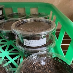 ダイオウヒラタクワガタ幼虫の画像