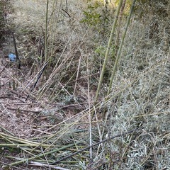 竹切りました、園芸用や竹垣、工作に無料で差し上げの画像