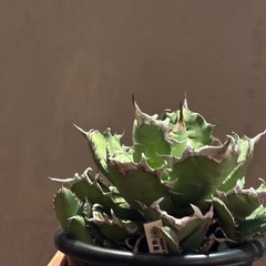 アガベ　チタノタ　姫巌流の画像