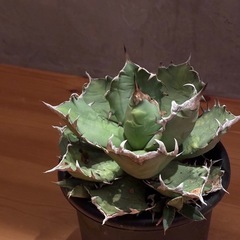 アガベ　チタノタ　姫巌流の画像