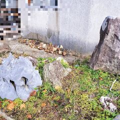 【無料で庭石お譲りします】の画像
