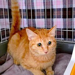 茶トラの女の子クルミちゃん！