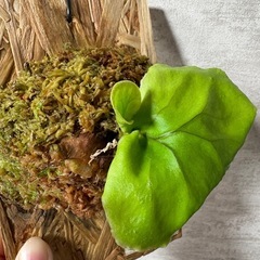 ビカクシダ　リドレイの画像