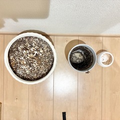 植木鉢　鉢植え　観葉植物の鉢の画像