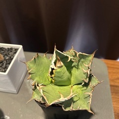 アガベ　シーザー中株の画像