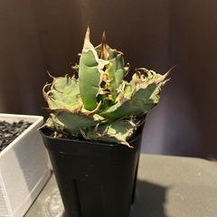 アガベ　シーザー中株の画像