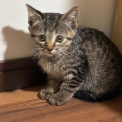 キジ 女の子 子猫 里親様募集中です。