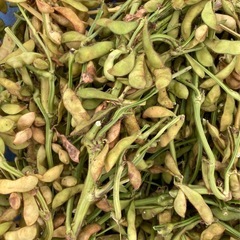 ①黒枝豆・11/20〜23引渡の画像