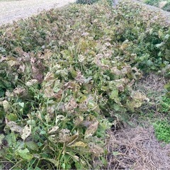 ①黒枝豆・11/20〜23引渡の画像