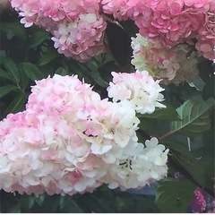 紫陽花（ストロベリーコーン)の画像