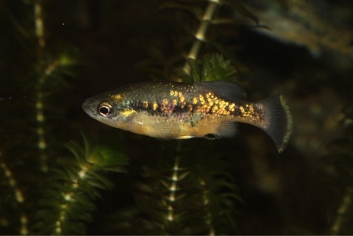 真胎生メダカクセノトカ　バリゲータス1ペア