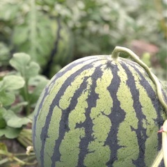 農家直送！熊本植木スイカ　『羅王』の画像