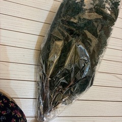 ヒムロスギ　プリザーブド　　　の画像