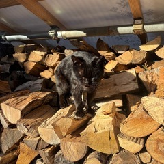 薪の原木引取ります