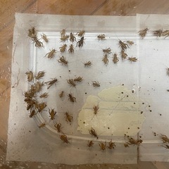 【爬虫類】生き餌コオロギ【イエコ】の画像