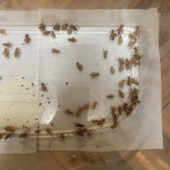 【爬虫類】生き餌コオロギ【イエコ】の画像