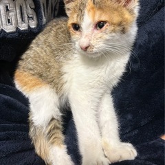 生後3ヶ月程の三毛猫ちゃん🐱【お話中】