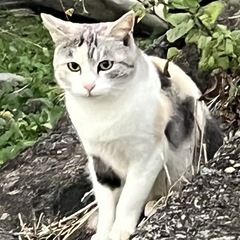 避妊済み柄が綺麗でグリーンの瞳パステル三毛猫