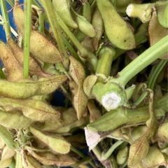 ②黒枝豆11/20〜23引渡の画像