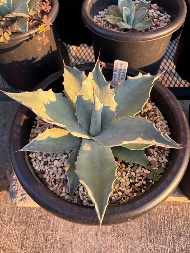 アガベ　フロスティブルー　大株 アガベ フロスティブルー 大株 アガベ オバティフォリア フロスティー