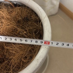 ★引き取り限定★観葉植物エバーフレッシュの画像