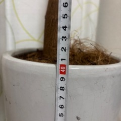 ★引き取り限定★観葉植物エバーフレッシュの画像