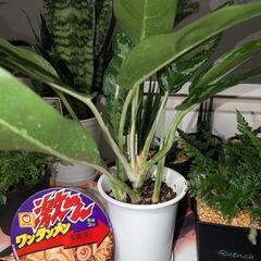 【観葉植物】アグラオネマの画像