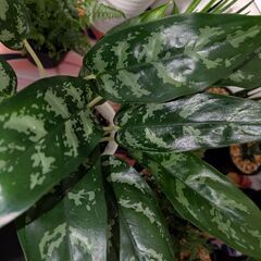 【観葉植物】アグラオネマの画像