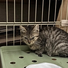 【一時停止】野良猫の子猫（キジトラ）