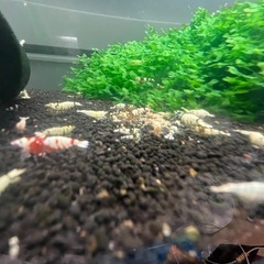 ビーシュリンプの画像