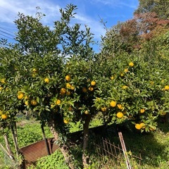 木次産無農薬ゆずの画像